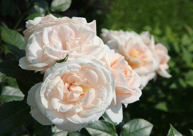 Лучшие сорта парковых роз для Подмосковья: фото с названиями, отзывы
