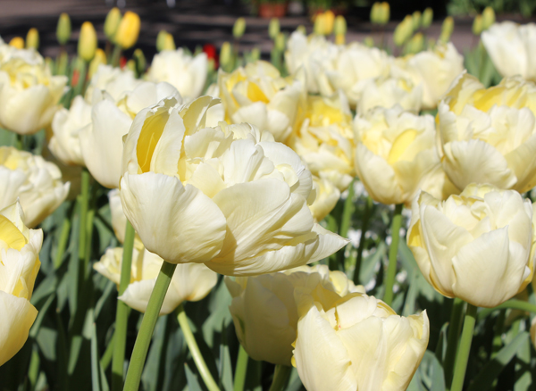 Махровый тюльпан: описание, лучшие сорта, посадка и уход