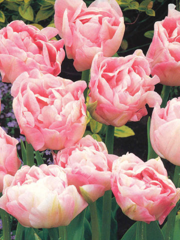Махровый тюльпан: описание, лучшие сорта, посадка и уход