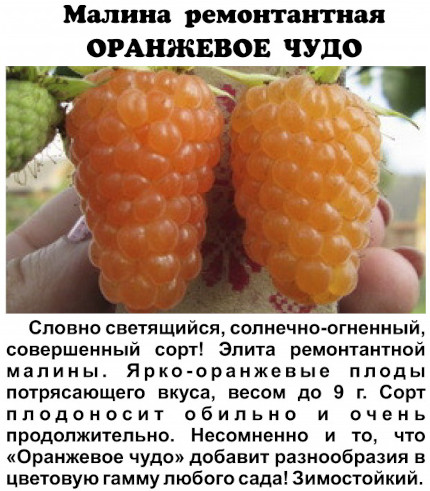 Малиново-апельсиновое чудо. Описание сорта, фото, отзывы