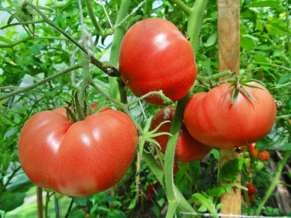 Розовый томат Микадо. Отзывы, описание сорта, фото