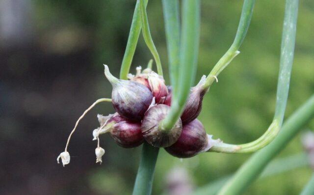 Многоярусный (живородящий) лук: выращивание и уход, фото, как размножать