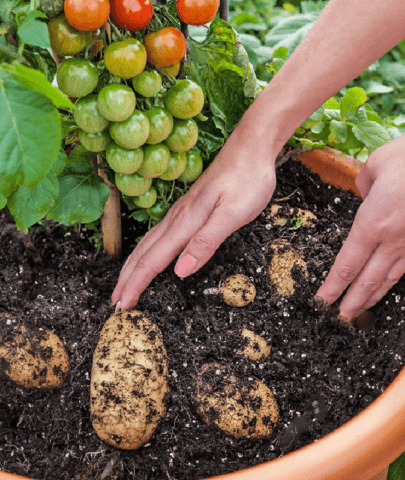 Можно ли сажать картофель рядом с томатами и другими культурами