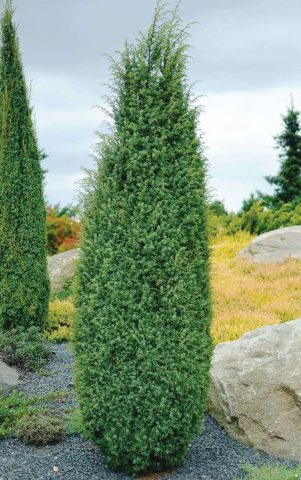 Juniperus vulgaris hibernica