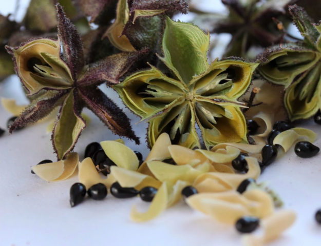 Неопалимая купина (ясень): фото и описание ядовитого растения, выращивание