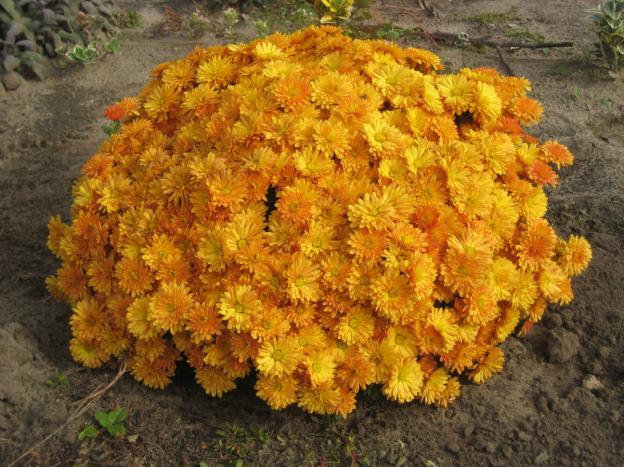 Низкорослые многолетние хризантемы: описание, посадка и уход, фото