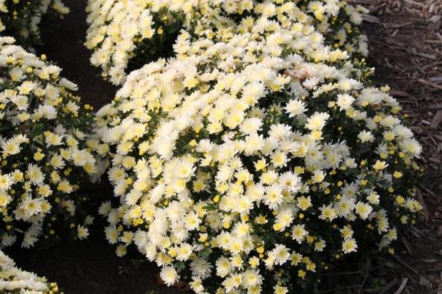 Низкорослые многолетние хризантемы: описание, посадка и уход, фото
