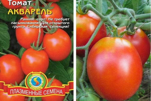 Низкорослые помидоры для теплицы Лучшие сорта устойчивые к фитофторе, не прищипываемые, поздние, ранние, крупноплодные, урожайные