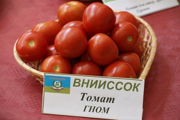 Низкорослые помидоры для теплицы Лучшие сорта устойчивые к фитофторе, не прищипываемые, поздние, ранние, крупноплодные, урожайные