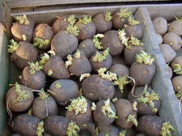 Обработка клубней картофеля перед посадкой от фитофторы