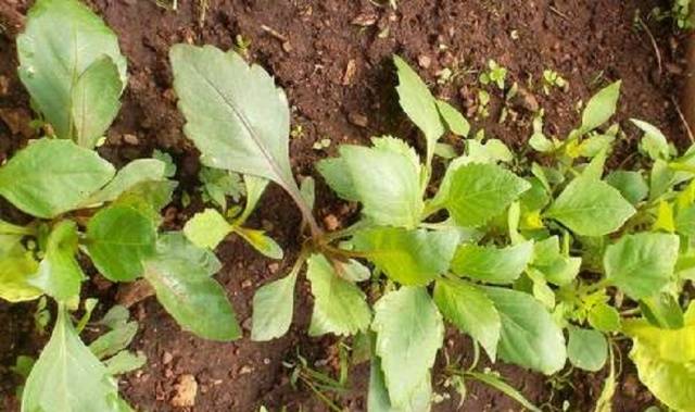 Однолетние георгины: выращивание из семян, когда сажать