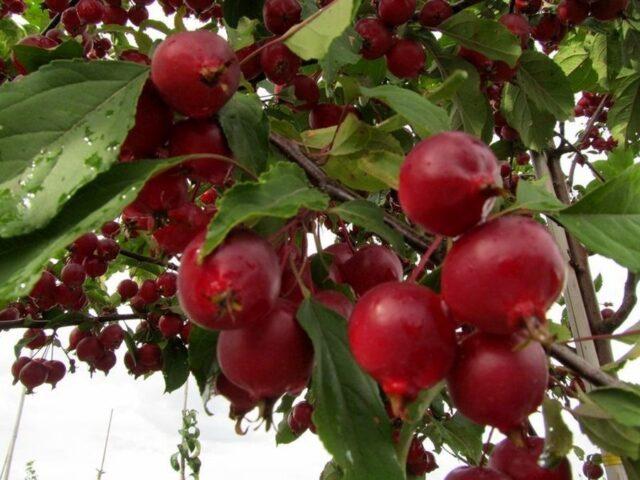 Описание и лучшие сорта декоративных яблонь