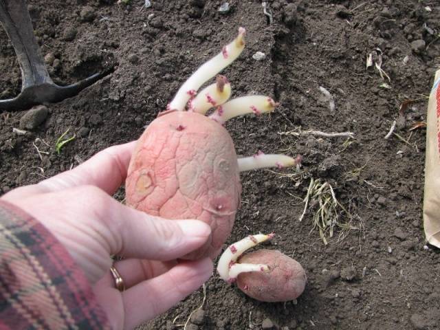 Оптимальная температура для посадки картофеля