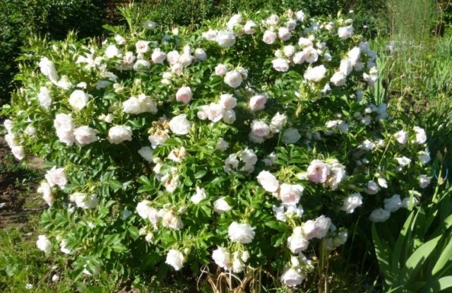 Парковая роза Louise Bagnet: фото и описание, отзывы