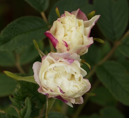 Парковая роза Louise Bagnet: фото и описание, отзывы
