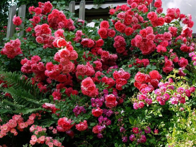 Парковые розы: уход и выращивание, когда сажать осенью в открытый грунт