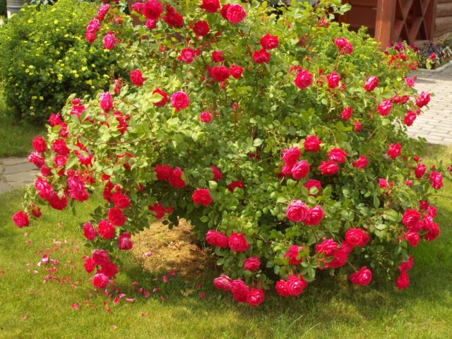 Парковые розы: уход и выращивание, когда сажать осенью в открытый грунт