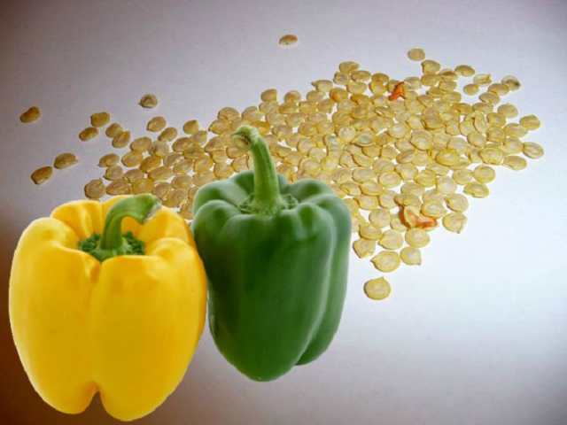 Перекись водорода для замачивания семян перца: пропорции, как развести