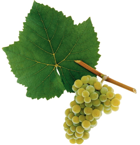 Пино Нуар — сорт винограда. Описание, фото, вкус, обрезка