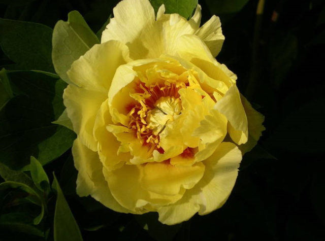 Пион Йеллоу Краун (Yellow Crown): фото и описание, отзывы