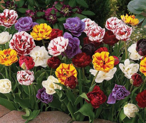 Пионовидные тюльпаны: фото, посадка и уход, сорта
