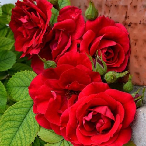 Плетистая роза Фламментанц (Flamentanz): фото и описание, отзывы
