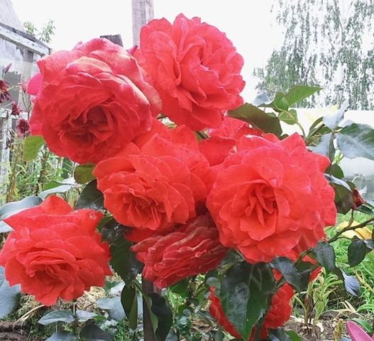 Плетистая роза Салита (Salita): фото и описание, отзывы