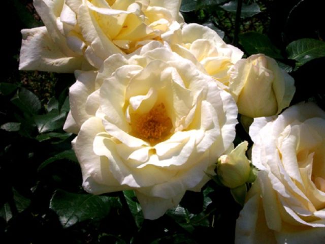 Плетистая роза Schneewalzer (Шнеевальцер): фото и описание, отзывы
