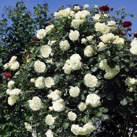 Плетистая роза Schneewalzer (Шнеевальцер): фото и описание, отзывы