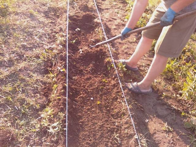 Подготовка почвы к посадке клубники осенью