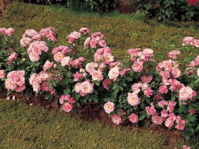 Роза полиантовая: выращивание из семян в домашних условиях