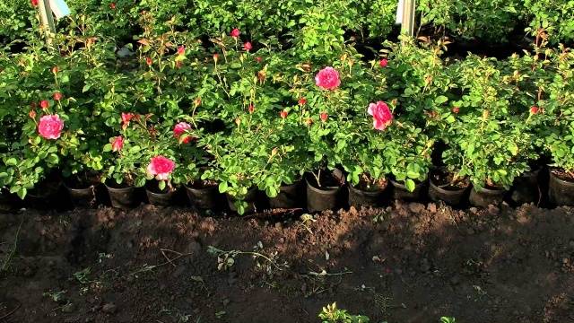 Роза полиантовая: выращивание из семян в домашних условиях