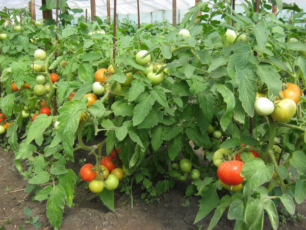 Катя томаты. Описание сорта, фото, отзывы