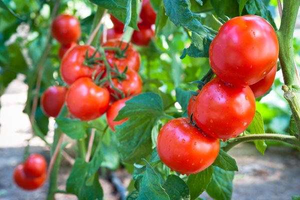 Красные красные помидоры. Описание сорта, фото, отзывы