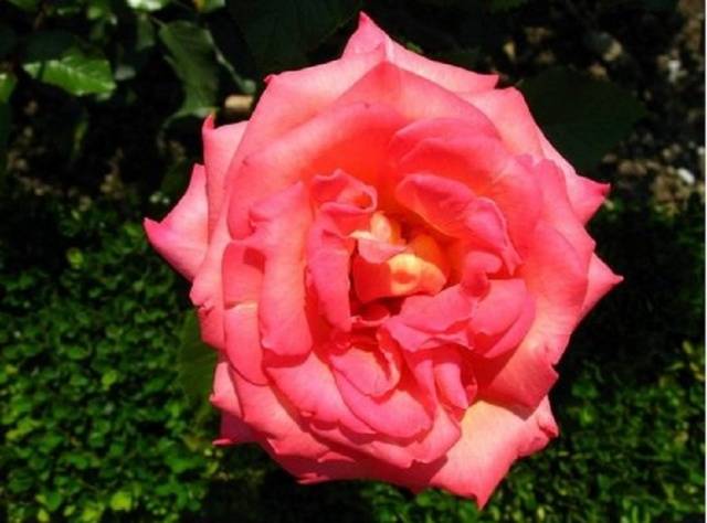 Посадка чайно-гибридных роз весной