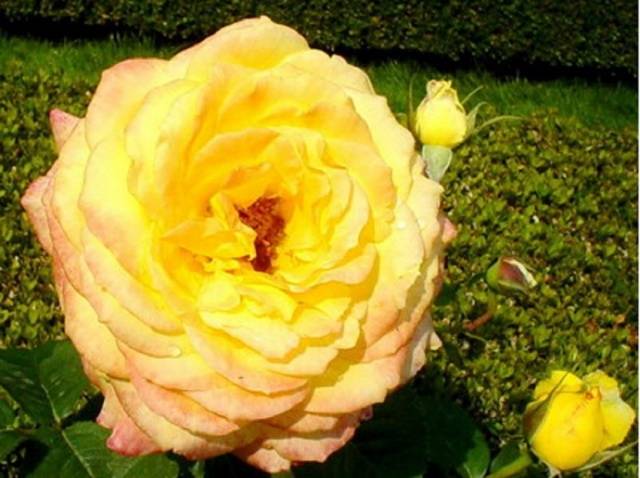 Посадка чайно-гибридных роз весной