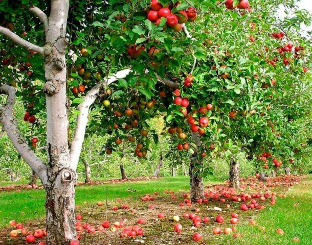 Посадка и уход за яблонями весной в Ленинградской области