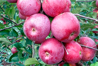Осенняя плантация яблони в Ленинградской области
