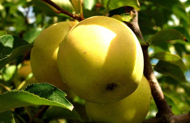 Посадить яблоню, если рядом грунтовые воды