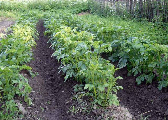 Посадите картофель в форме гребня