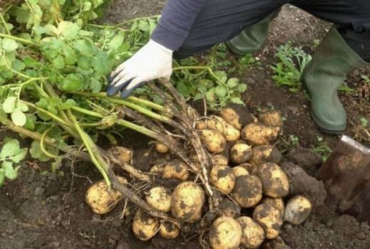 Посадите картофель в форме гребня