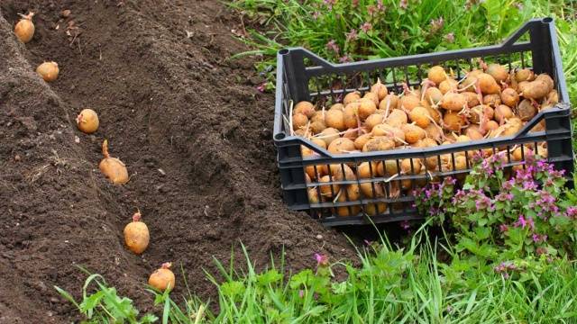 Посадить картошку на сено