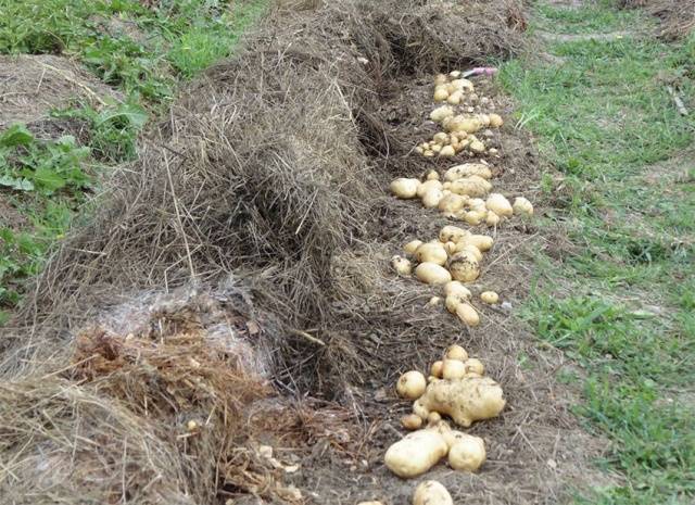 Посадить картошку на сено