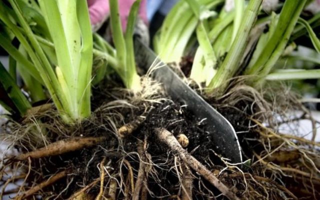 Посадка лилейников весной в грунт: как посадить и ухаживать за ростками