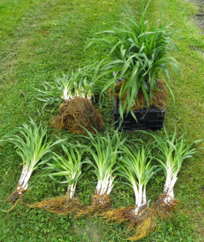 Посадка лилейников весной в грунт: как посадить и ухаживать за ростками