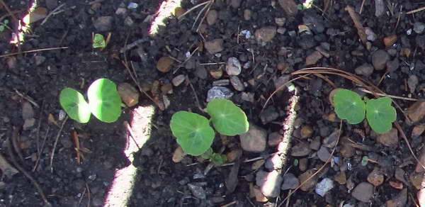 Посадить семена настурции в грунт