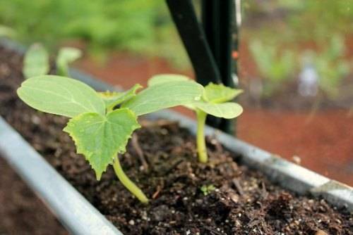 Посадить семена огурцов в теплицу