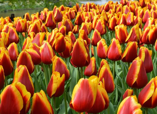 Посадка тюльпанов до 8 марта: сроки, правила, пошаговая инструкция выгонки