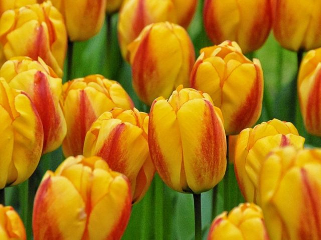 Посадка тюльпанов до 8 марта: сроки, правила, пошаговая инструкция выгонки