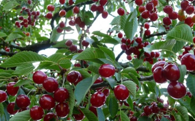 Посадка вишни в Сибири: саженцы, весна, лето и осень, подбор сортов